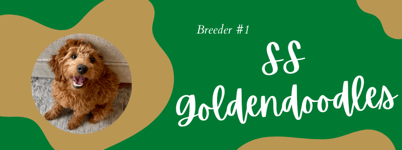 Visual of SS Goldendoodles breeder