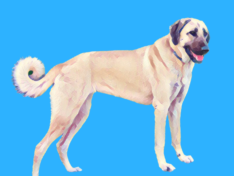 A full grown Anatolian Shepherd Dog standing upright in front of a bright blue background