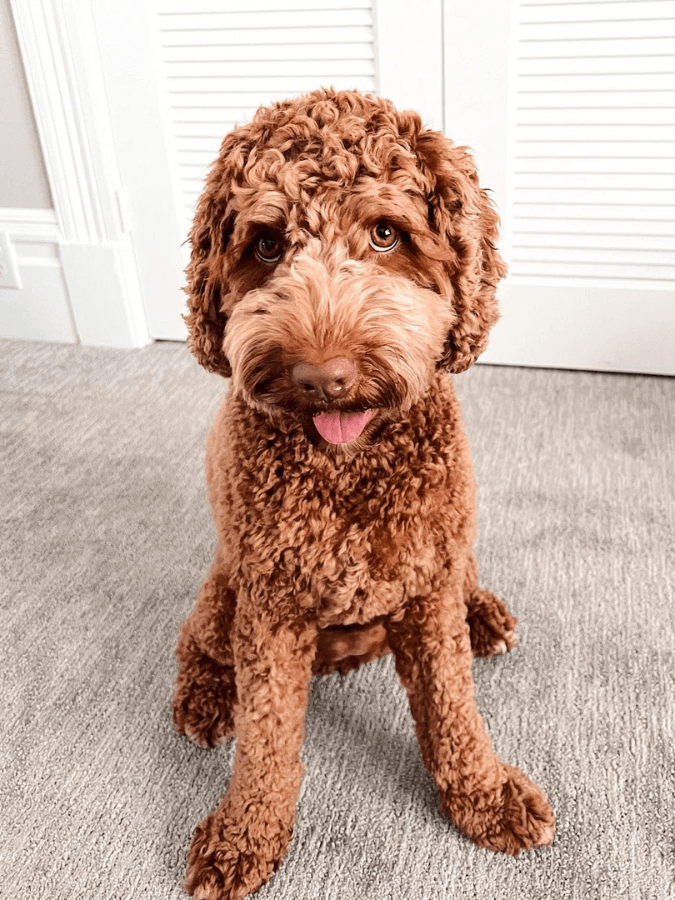 Female Australian Goldendoodle sitting down in a room