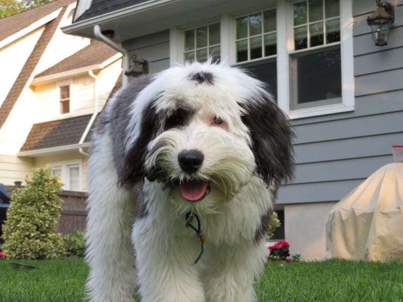 An adult Sheepadoodle standing in the backyard