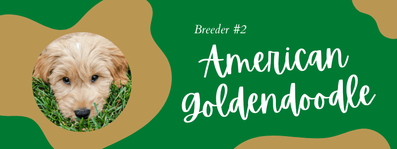 Visual of American Goldendoodles breeder