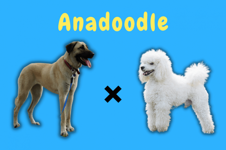 Anadoodle text showing an Anatolian Shepherd Dog crossed with a Poodle