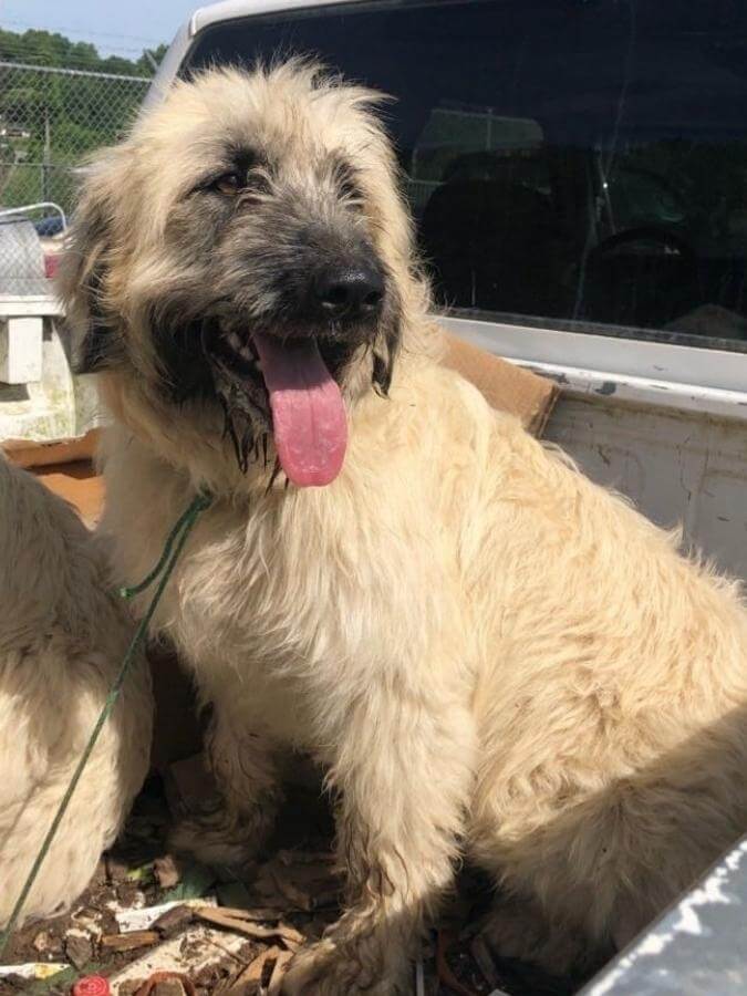An Anatolian Shepherd Dog-Poodle mix sitting in a truck bed