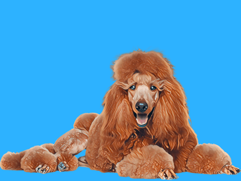 An apricot-colored standard Poodle laying down with a bright blue backdrop