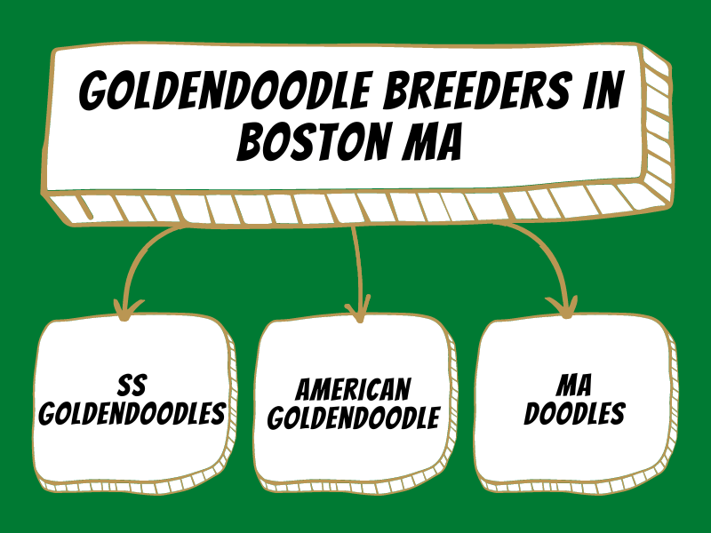 Visual chart of the top three Goldendoodle breeders in Boston MA