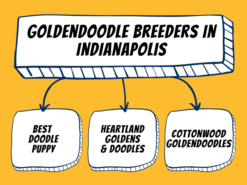 Visual chart of the top three Goldendoodle breeders in Indianapolis