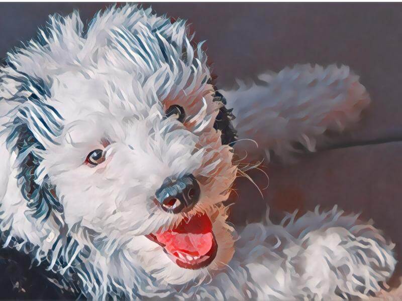A cartoon portrait of a white and black Sheepadoodle puppy
