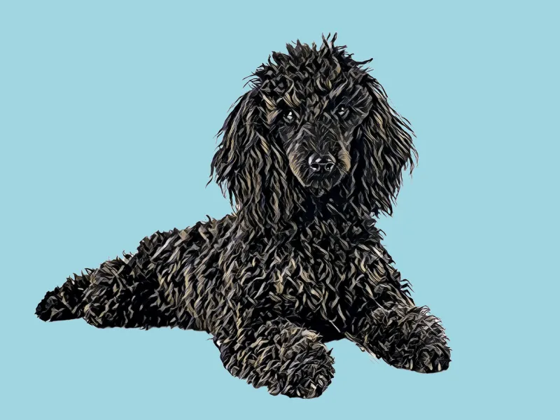 Painted portrait of a black Standard Poodle