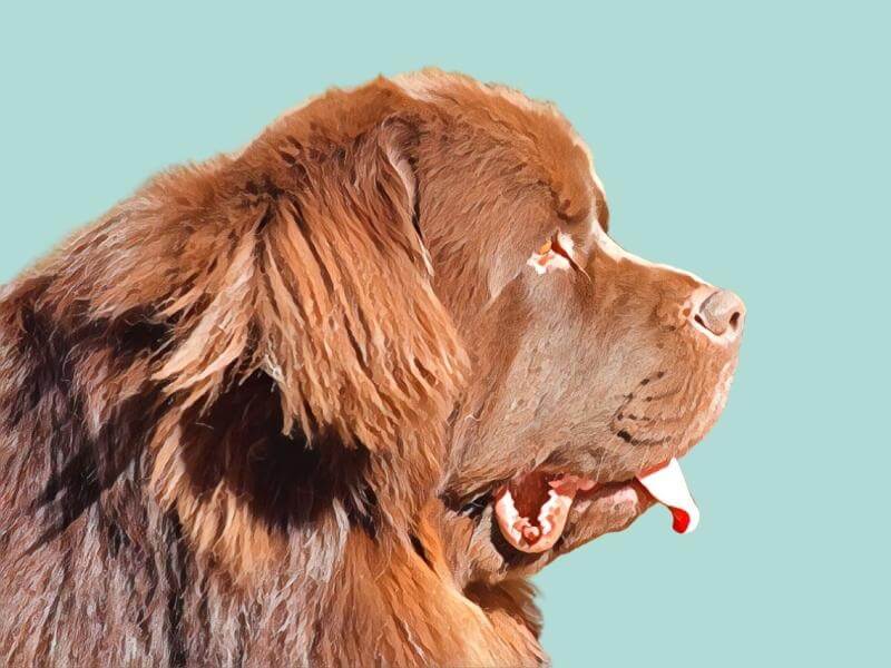 A portrait of the upper body and head of a brown Newfoundland dog