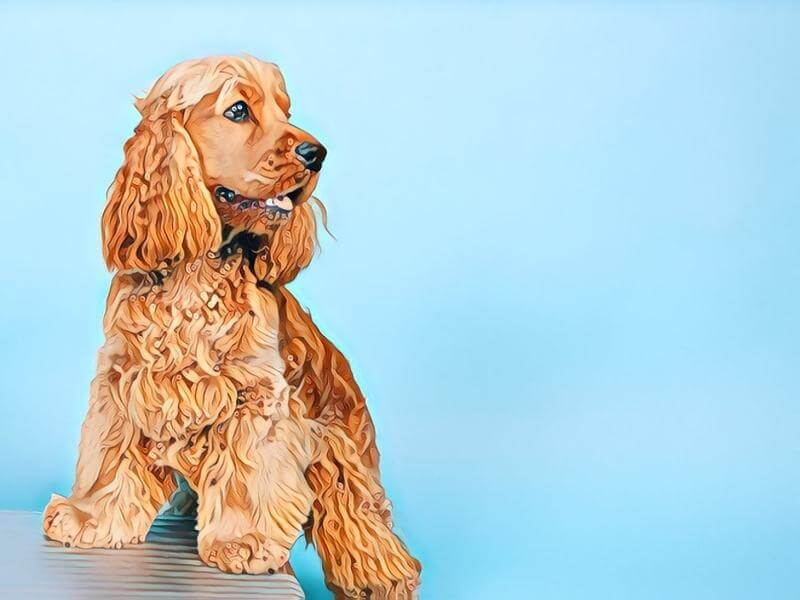 Cartoon of a brown Cocker Spaniel standing on a table