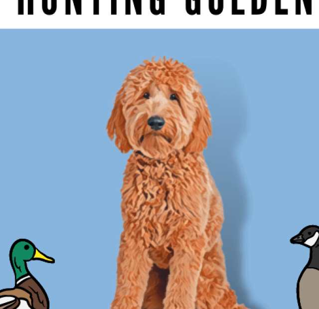 Hunting golden retriever with ducks and pheasants.