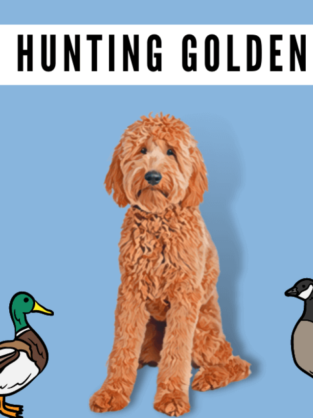 Goldendoodle Hunting Dog: A Perfect Fit for the Field Story