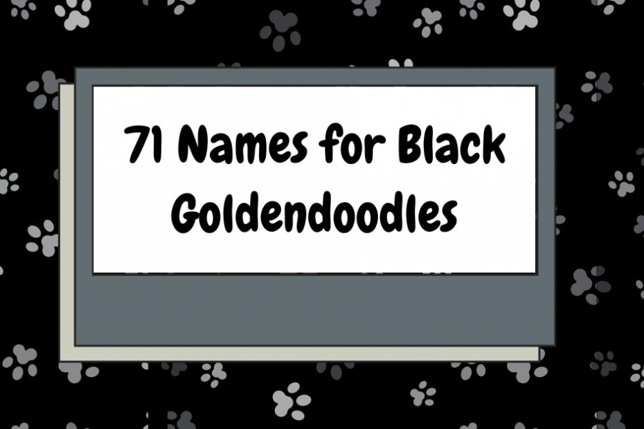 Visual of names for Black Goldendoodles