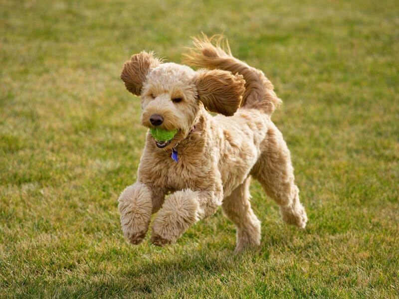 F3 Goldendoodle romping around outside with a toy
