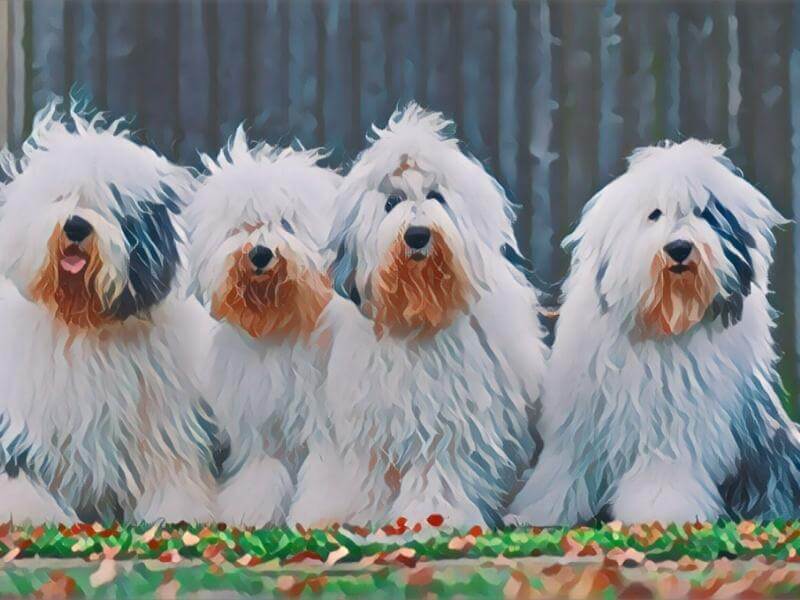 Four fluffy Old English Sheepdogs sitting side by side