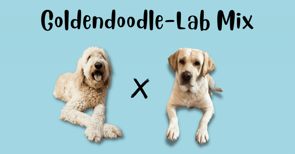 Goldendoodle Labrador Retriever Mix A New Doodle Dog?