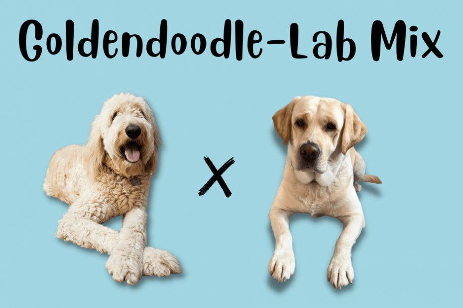 Text showing Goldendoodle-Lab Mix with a Goldendoodle and a Lab beneath it