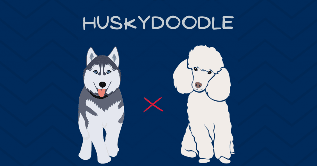 Huskydoodle: The Siberian-Husky Poodle Mix [Breed Guide]