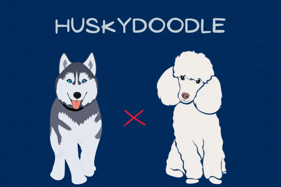 The complete Huskydoodle breed guide