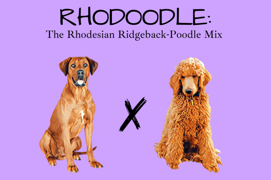 Rhodesian Ridgeback sitting next to a Standard Poodle with text that says Rhodoodle