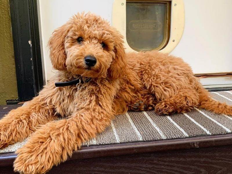 Teddy bear Mini English Goldendoodle from California posing for a picture