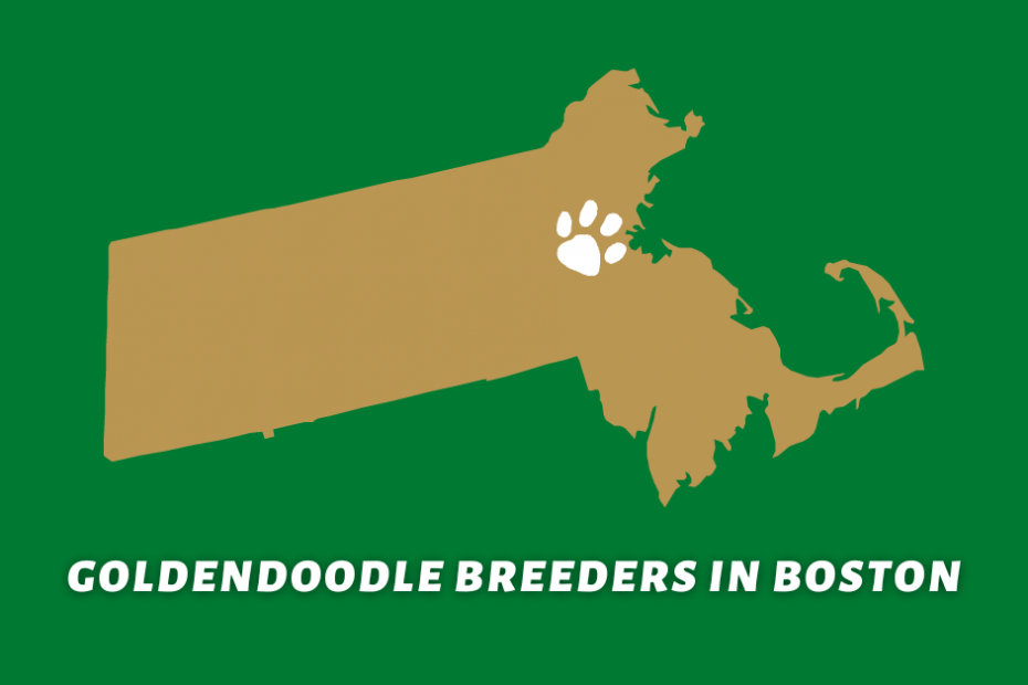 Visual of Boston marked by a paw in Massachusetts