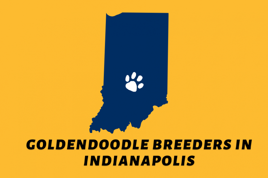 Visual of the state of Indiana with a paw at Indianapolis