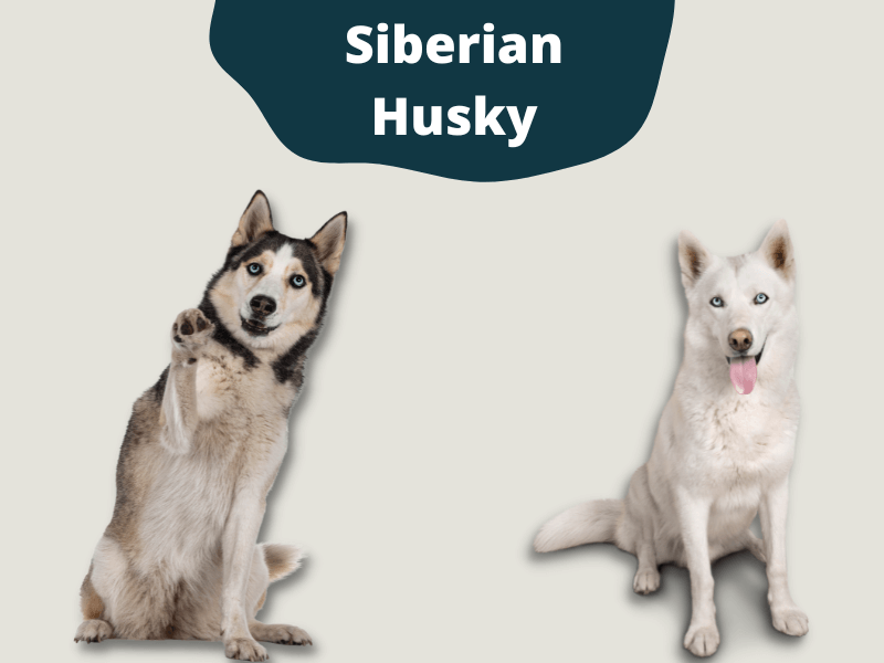 A black and white Siberian Husky sitting next to a White Siberian Husky