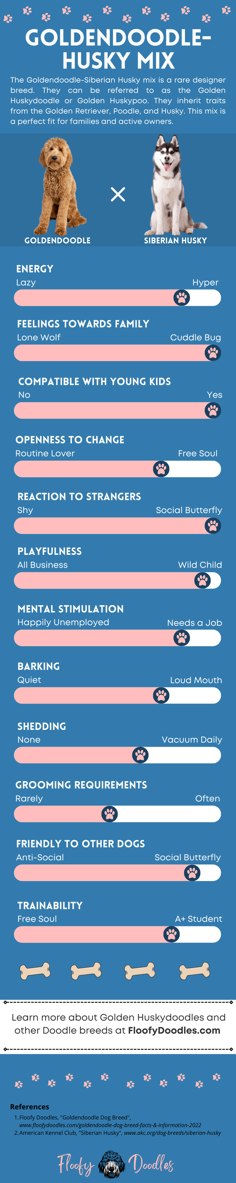 Visual summary of the traits and characteristics of the Goldendoodle-Siberian Husky mix