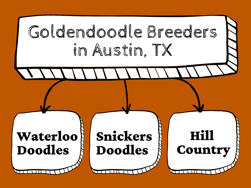 Chart of the top three Goldendoodle breeders in Austin Texas