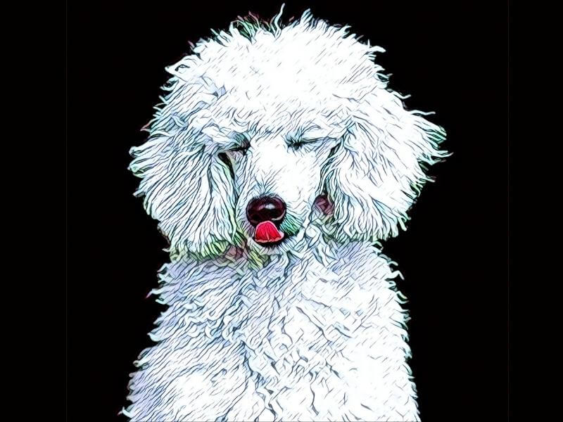 Cartoon portrait the upper half of a white standard Poodle
