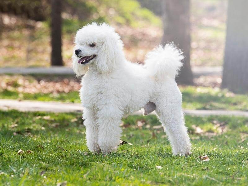 Standard-size White Poodle standing outside on a sunny day