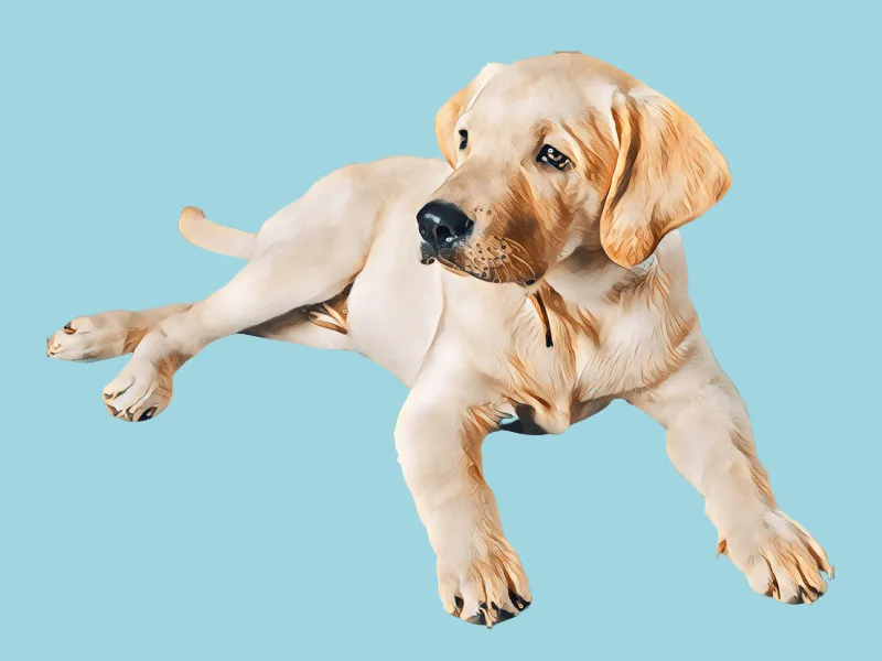 Portrait of a young Labrador Retriever