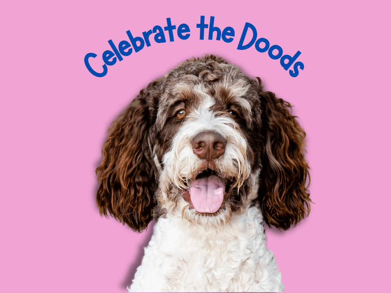 Brown and white Bernedoodle with the words celebrate the doods above his head