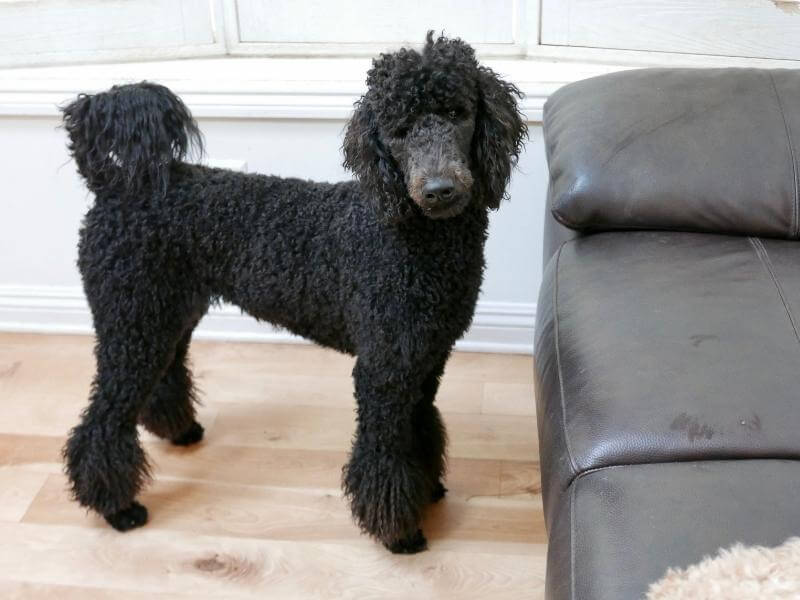 An adult black standard Poodle standing next to a couch