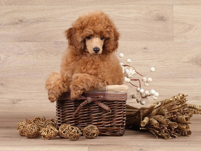 Poodle puppy sitting in a basket