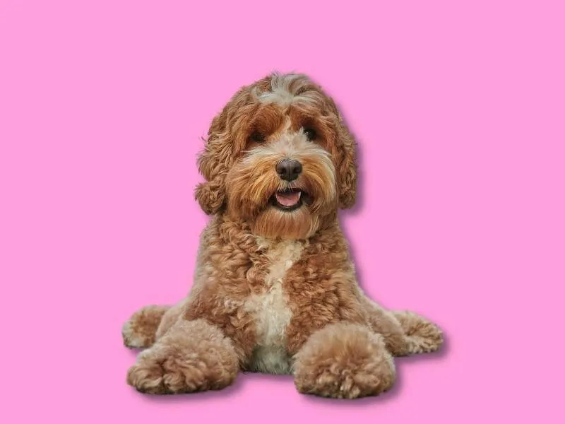 Apricot tuxedo Goldendoodle