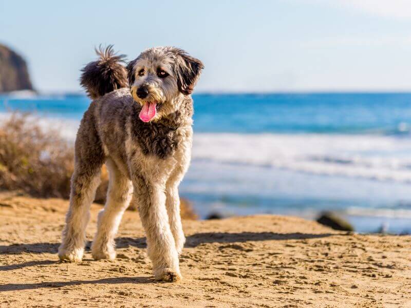 Standard-sized Aussiedoodle on the beach