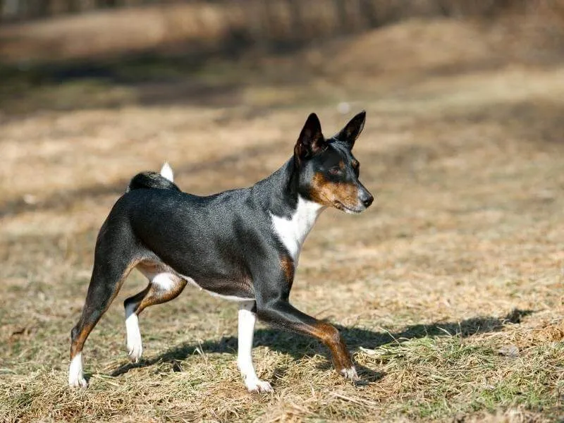Black Basenji hunting in a field