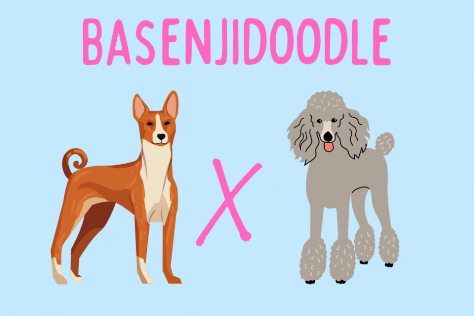 Basenjidoodle text above a Poodle and a Basenji