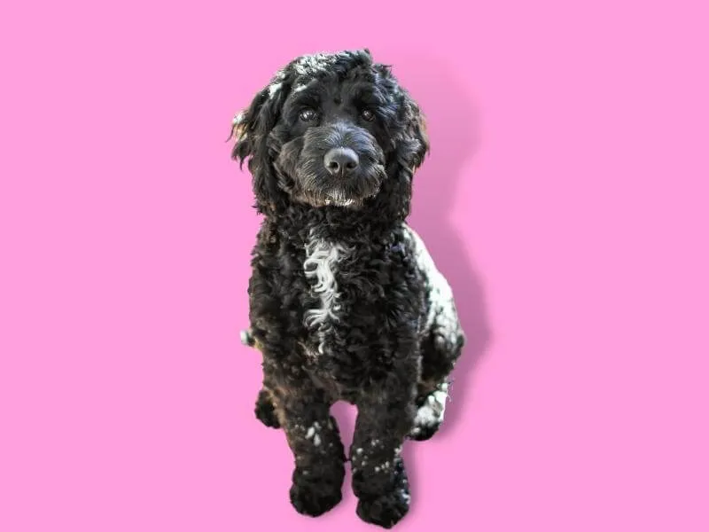 Black tuxedo Goldendoodle