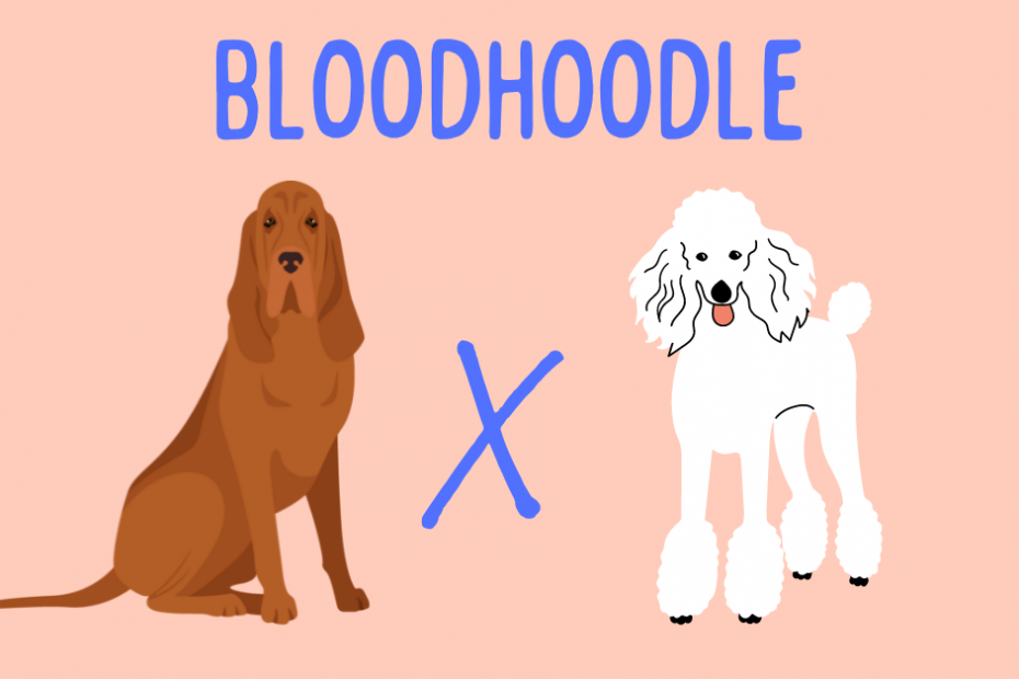 cartoon bloodhound next to a cartoon poodle with text saying "bloodhoodle"