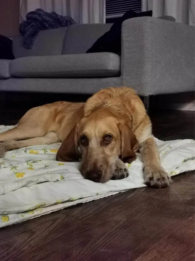 A Bloodhound-Poodle mix laying on the ground