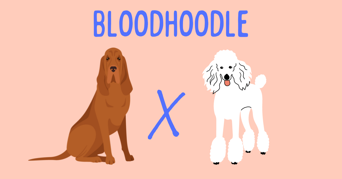 Bloodhoodle: The Bloodhound Poodle Mix [Breed Guide]