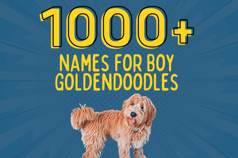 Goldendoodle with text showing 1000+ names for boy goldendoodles