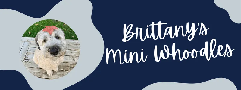 Decorative navy and grey banner of text reading "brittany's mini whoodles"
