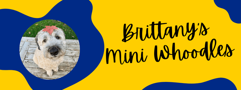 Blue and gold banner with brittany's mini whoodles text