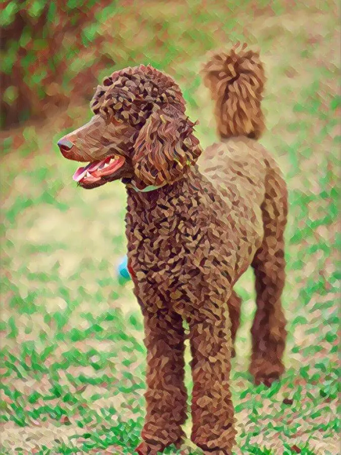 An abstract brown standard Poodle standing outside