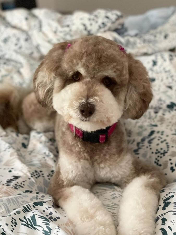 Brown Phantom Goldendoodle with white markings