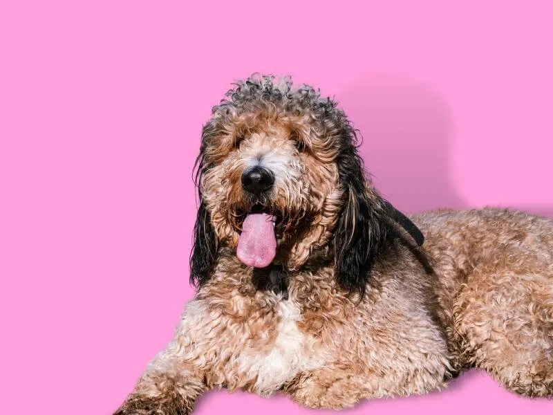 Brown tuxedo Goldendoodle